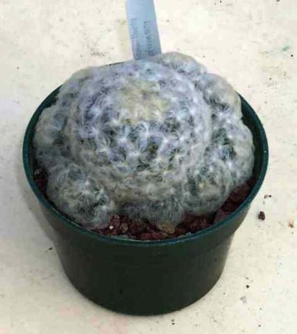 Mammillaria_plumosa